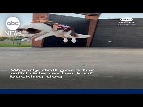 Woody doll goes for wild ride on back of bucking dog