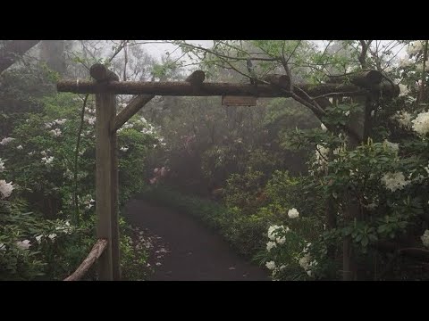 Lamp & Ichiko Aoba playlist ⋆˚࿔ ⋆.°𓂃