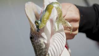 Bull Frog 13cm Fire Frog