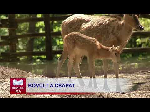 Videó előnézet