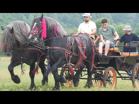 Armăsarii lui Grigore Tomuț de la Botoșana - Bucovina 2022