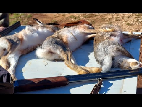 HARE HUNTING | LOV NA ZECA 2025