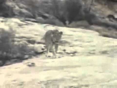 Christian The Lion, quick story HQ