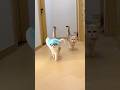 Cat Videos Cute Cats Kittens Meowing Catlover Cutecat