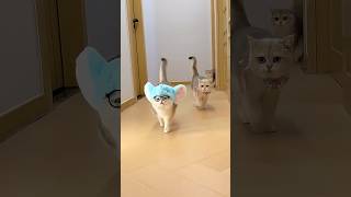 Vidéos de chats chats mignons chatons miaulant ✨