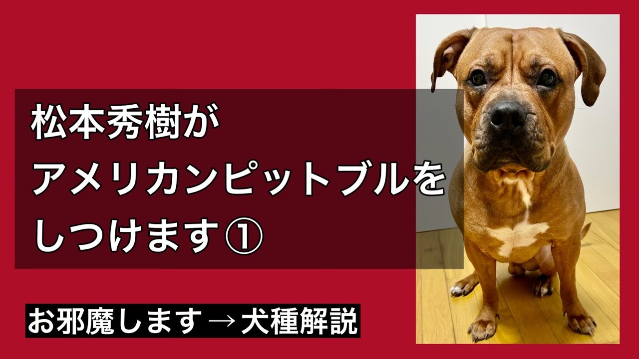 松本秀樹が【ピットブル】のしつけに行く！！