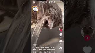 【癒し】猫奇行