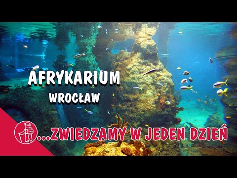AFRYKARIUM🐟 WROCŁAW - TO WARTO ZOBACZYĆ