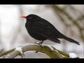 Julie Fowlis - Blackbird (2008) 