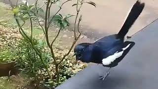 Download lagu Burung Kacer super jinak mp3 Download lagu Burung Kacer super jinak mp3