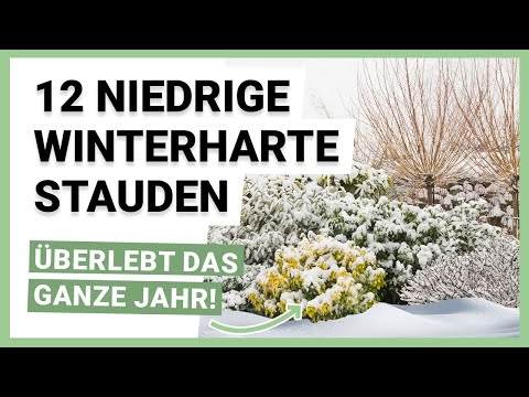 12 low-growing, hardy perennials for year-round garden planting