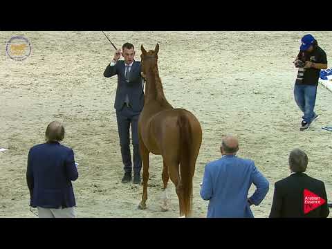 N.78 GHALYAH AL HAWAJER - Dubai 2019 - Mares in age 4- 6 years old