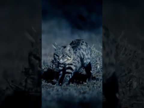kitten The black-footed cat with the highest hunting success rate in the world.世界上捕猎成功率最高的猫咪黑足猫