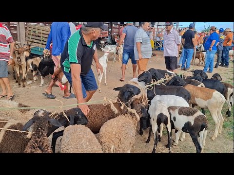 FEIRA DE CAPRINOS AVES E PORCO DE LAGOA DE PEDRAS-RN 08.06.2026