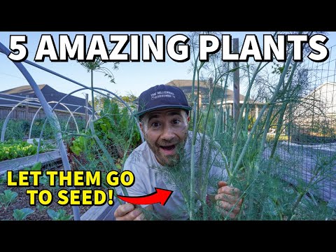 Let These 5 Veggies Go To Seed And Something AMAZING Happens!