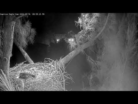 Eaglet Quinn | Captiva Eagle Cam | Fixed Cam | Connie & Clive