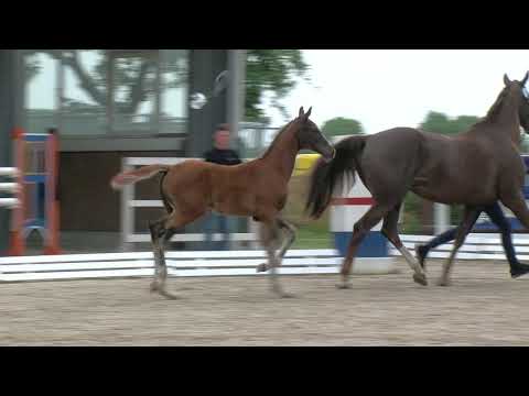 Lampe, Conthargos-Last Man´s Hope-Rouletto