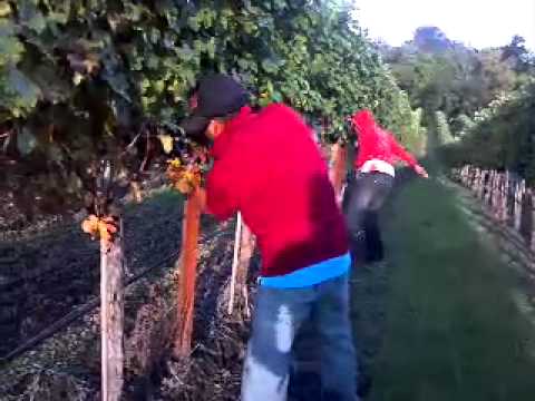 download lagu mp3 mp4 Virgilio Lopez, download lagu Virgilio Lopez gratis, unduh video klip Virgilio Lopez