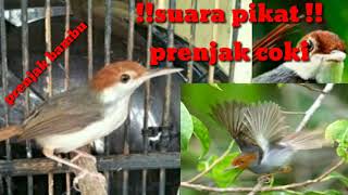 Download lagu Suara pikat prenjak coki// prenjak bambu pikat mp3
