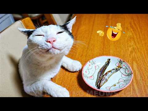 Impossible Not to Laugh 🤣😹 Funniest Cat Clips 2026