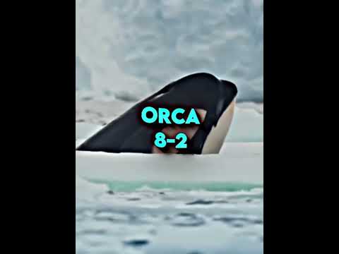 Orca vs Great White Shark