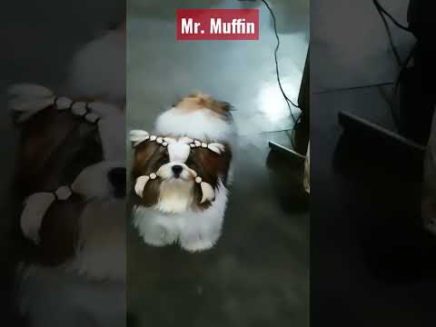Thailand import Mr. muffin man owner chaan Behl #shitzu #doglover #muffins #hair #groom
