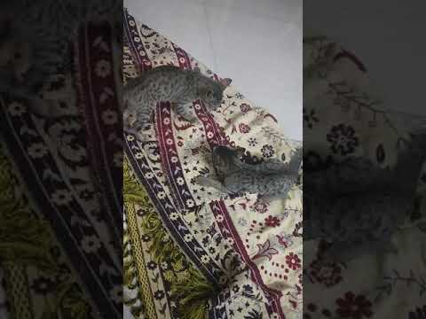 Cat Fight💪👊🔫👊