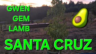 PLANTING GWEN, GEM, & LAMB HASS AVOCADO TREES IN SANTA CRUZ CALIFORNIA