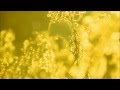 Björk - Sun In My Mouth - Music Video Edit 
