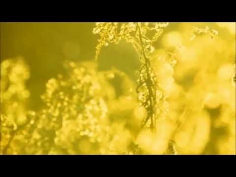 Videoclip de Sun In My Mouth — Björk