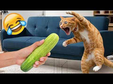 These Funny Pets Are Too Hilarious 😂🐾 | Ultimate Dog And Cat Moments Compilation 🤣😹