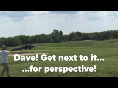 Florida of the Day: Giant gator on golf course, or: Dave needs new golfing buddies