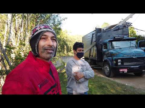 Poste de eucalipto cai em cima de caminhão baú na Estrada da Cachoeirinha.