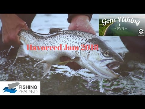 Havørred Jam 2018// seatrout jam