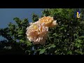Natuur en Zo TV: rozen