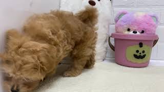 ハーフ犬の動画01