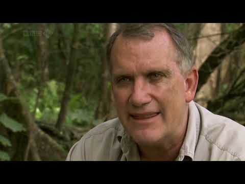 Lost Land Of Tiger   Episode Two