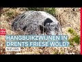 Twee hangbuikzwijnen vangen & 's Ochtends op de boerderij, 's middags Statenlid| RTV Drenthe