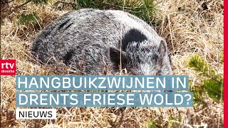 Twee hangbuikzwijnen vangen & 's Ochtends op de boerderij, 's middags Statenlid| RTV Drenthe