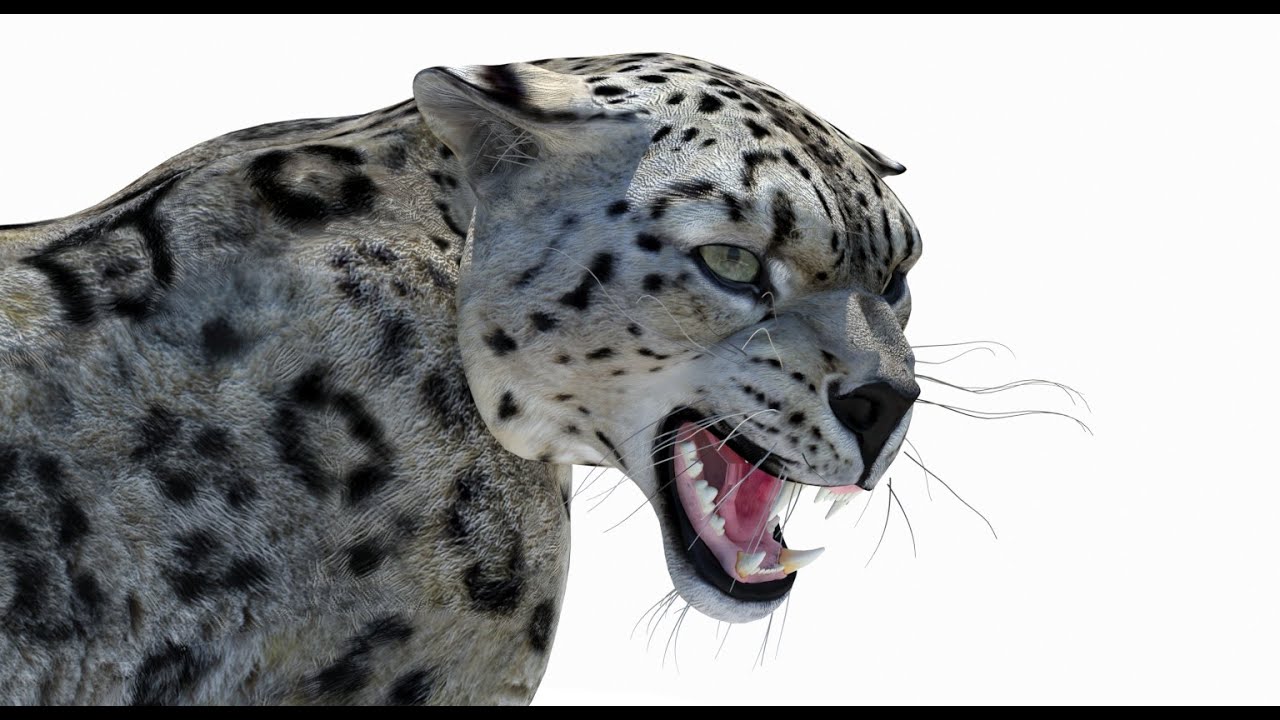 Snow Leopard Rigged 3D Model