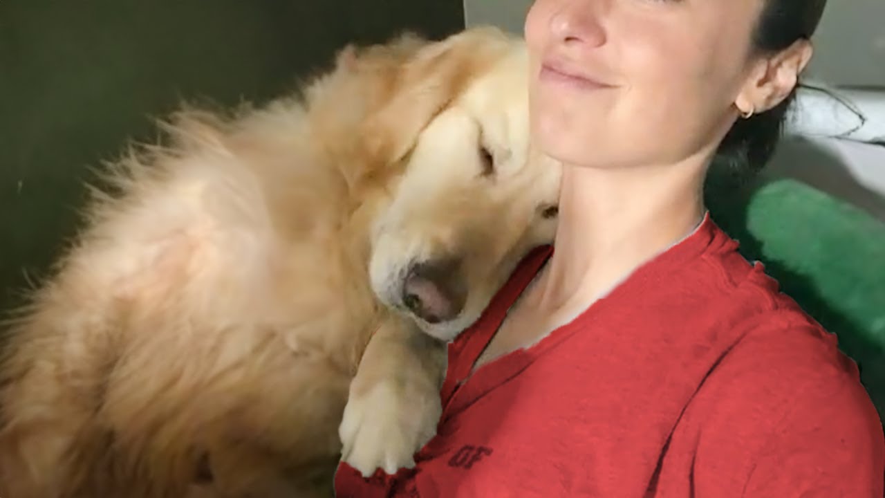50 Sweetest moments dogs teach us what true and unconditional love is❤️