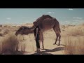 6 DAYS TOUR ASMARA, KEREN MASSAWA