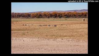 Lucian Green - Magic Box