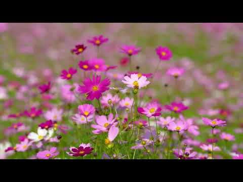 15 Minute Guided Meditation - Relaxing Heart Coherence for Stress Relief and Emotional Calm. Enjoy listening at a time when you won't be disturbed, never when driving.