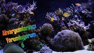 Akvaryumlarınızı Yorumluyorum-6