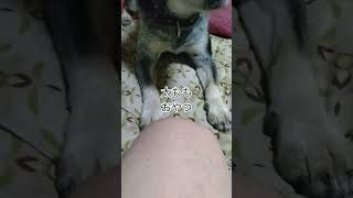 [ #保護犬 ]フィラリア薬投与おやつ遊び