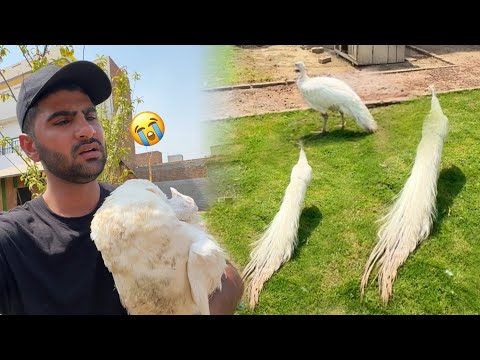 New White Peacocks Le Aiy Lekn Bht Bura Hogea kash Aisa Na Hota😢