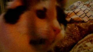 Jobe and Lou-Lou being exceedingly cute!