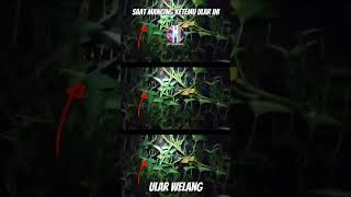 Download lagu mancing malam - ketemu ular welang... kabuuuuurrrrr!!!! #shorts mp3 Download lagu mancing malam - ketemu ular welang... kabuuuuurrrrr!!!! #shorts mp3