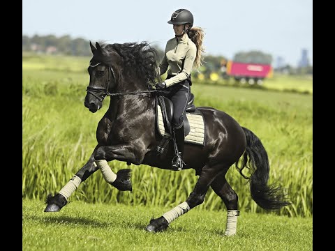 Stal Okkema's Wesley - Fonger x Leffert - Star Gelding - 2015 - 1.63m